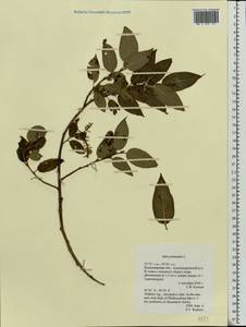 Salix pentandra L., Eastern Europe, Central region (E4) (Russia)