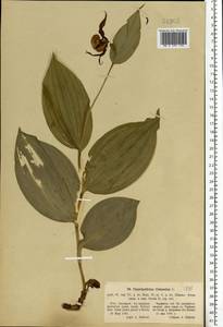 Cypripedium calceolus L., Eastern Europe, North Ukrainian region (E11) (Ukraine)