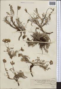 Oxytropis chionophylla Schrenk, Middle Asia, Dzungarian Alatau & Tarbagatai (M5) (Kazakhstan)