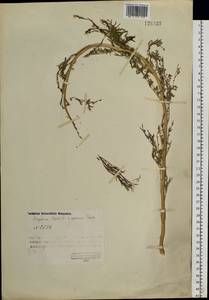 Descurainia sophioides (Fisch. ex Hook.) O.E. Schulz, Siberia, Chukotka & Kamchatka (S7) (Russia)