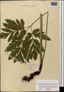 Selinum physospermifolium (Albov) Hand, Caucasus, Stavropol Krai, Karachay-Cherkessia & Kabardino-Balkaria (K1b) (Russia)