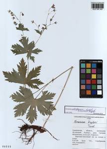 KUZ 000 300, Geranium albiflorum Ledeb., Siberia, Altai & Sayany Mountains (S2) (Russia)