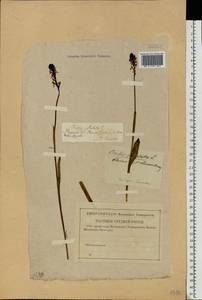 Neotinea ustulata (L.) R.M.Bateman, Pridgeon & M.W.Chase, Eastern Europe, Central forest-and-steppe region (E6) (Russia)