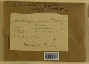 Aulacomnium turgidum (Wahlenb.) Schwägr., Bryophytes, Bryophytes - Karelia, Leningrad & Murmansk Oblasts (B4) (Russia)