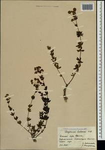 Dorycnium pentaphyllum subsp. herbaceum (Vill.)Rouy, Crimea (KRYM) (Russia)