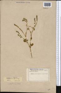 Heliotropium ellipticum Ledeb., Middle Asia, Karakum (M6) (Turkmenistan)
