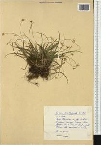 Carex ornithopoda Willd., Western Europe (EUR) (France)