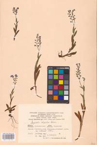 MHA 0 153 022, Myosotis alpestris F.W.Schmidt, Eastern Europe, West Ukrainian region (E13) (Ukraine)