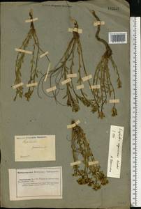 Euphorbia seguieriana Neck., Eastern Europe, Lower Volga region (E9) (Russia)