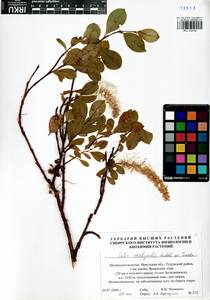 Salix rectijulis Ledeb. ex Trautv., Siberia, Baikal & Transbaikal region (S4) (Russia)
