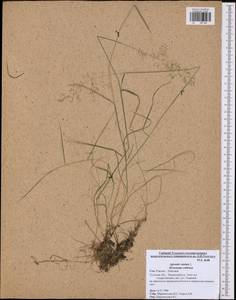 Agrostis canina L., Eastern Europe, Central region (E4) (Russia)