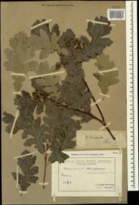 Quercus robur subsp. pedunculiflora (K.Koch) Menitsky, Caucasus, Georgia (K4) (Georgia)