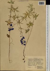 Delphinium cheilanthum Fisch. ex DC., Siberia, Yakutia (S5) (Russia)