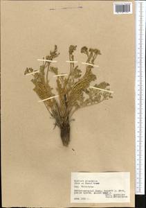 Winklera silaifolia (Hook.f. & Thomson) Korsh., Middle Asia, Pamir & Pamiro-Alai (M2) (Tajikistan)