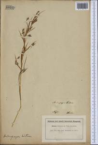 Hyparrhenia hirta (L.) Stapf, Western Europe (EUR) (France)