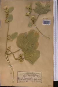 Alcea angulata (Freyn & Sint.) Freyn & Sint. ex Iljin, Middle Asia, Kopet Dag, Badkhyz, Small & Great Balkhan (M1) (Turkmenistan)