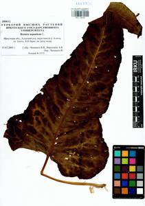 Rumex aquaticus L., Siberia, Baikal & Transbaikal region (S4) (Russia)