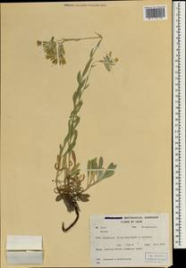 Onosma, South Asia, South Asia (Asia outside ex-Soviet states and Mongolia) (ASIA) (Iran)