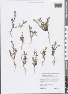 Oxybasis glauca (L.) S. Fuentes, Uotila & Borsch, Siberia, Baikal & Transbaikal region (S4) (Russia)