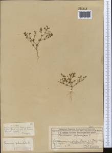 Frankenia pulverulenta, Middle Asia, Muyunkumy, Balkhash & Betpak-Dala (M9) (Kazakhstan)