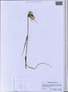 Eriophorum angustifolium Honck., Siberia, Russian Far East (S6) (Russia)