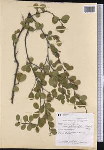 Betula pumila L., America (AMER) (Canada)