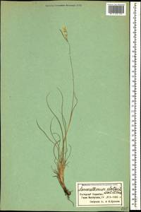 Arrhenatherum elatius (L.) P.Beauv. ex J.Presl & C.Presl, Caucasus, Azerbaijan (K6) (Azerbaijan)