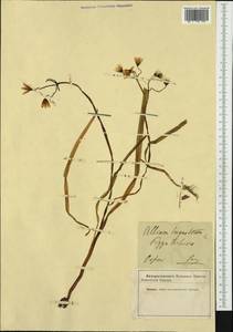 Allium triquetrum L., Western Europe (EUR) (Not classified)