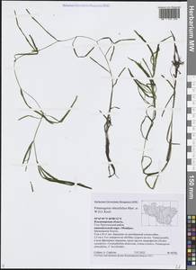 Potamogeton obtusifolius Mert. & W.D.J.Koch, Eastern Europe, Central region (E4) (Russia)