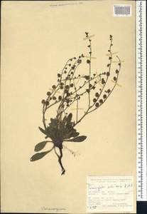 Paracaryum artvinense R. R. Mill, South Asia, South Asia (Asia outside ex-Soviet states and Mongolia) (ASIA) (Turkey)