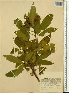 Capparaceae, Africa (AFR) (Ethiopia)