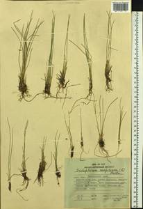 Trichophorum cespitosum (L.) Hartm., Siberia, Russian Far East (S6) (Russia)