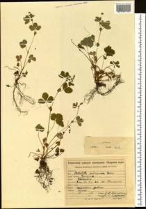 Potentilla centigrana Maxim., Siberia, Russian Far East (S6) (Russia)