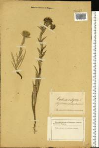 Carlina vulgaris L., Eastern Europe, Latvia (E2b) (Latvia)
