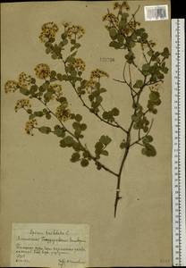 Spiraea trilobata L., Siberia, Altai & Sayany Mountains (S2) (Russia)