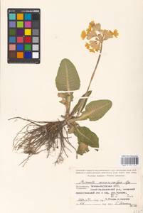 Primula veris subsp. macrocalyx (Bunge) Lüdi, Caucasus, North Ossetia, Ingushetia & Chechnya (K1c) (Russia)