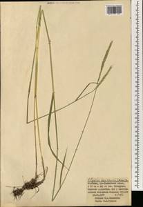 Elymus uralensis (Nevski) Tzvelev, Mongolia (MONG) (Mongolia)