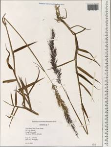 Setaria, South Asia, South Asia (Asia outside ex-Soviet states and Mongolia) (ASIA) (Vietnam)