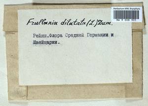 Frullania dilatata (L.) Dumort., Bryophytes, Bryophytes - Western Europe (BEu) (Not classified)