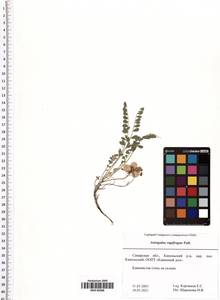 Astragalus rupifragus Pall., Eastern Europe, Middle Volga region (E8) (Russia)