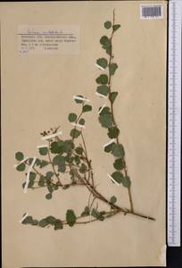 Spiraea trilobata L., Middle Asia, Dzungarian Alatau & Tarbagatai (M5) (Kazakhstan)