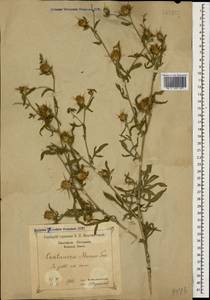 Centaurea iberica Trevis. ex Spreng., Caucasus, Black Sea Shore (from Novorossiysk to Adler) (K3) (Russia)