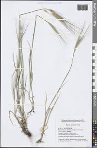 Secale sylvestre Host, Eastern Europe, Central forest-and-steppe region (E6) (Russia)