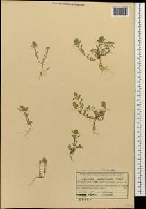 Alyssum turkestanicum Regel & Schmalh. ex Regel, Caucasus, Azerbaijan (K6) (Azerbaijan)