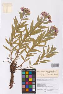 Chamaenerion latifolium (L.) Sweet, Siberia, Western Siberia (S1) (Russia)