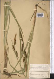 Carex riparia Curtis, Middle Asia, Muyunkumy, Balkhash & Betpak-Dala (M9) (Kazakhstan)