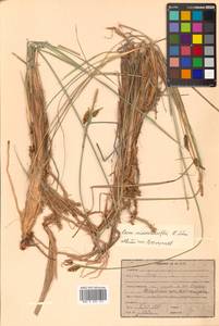 Carex middendorffii F.Schmidt, Siberia, Russian Far East (S6) (Russia)