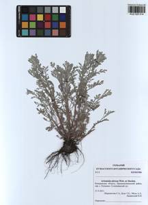 Artemisia nitrosa Weber ex Stechm., Siberia, Altai & Sayany Mountains (S2) (Russia)