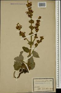 Salvia verbascifolia M.Bieb., Caucasus, Georgia (K4) (Georgia)