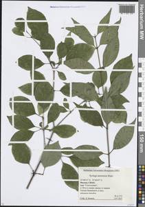 Syringa reticulata subsp. amurensis (Rupr.) P.S.Green & M.C.Chang, Eastern Europe, Moscow region (E4a) (Russia)